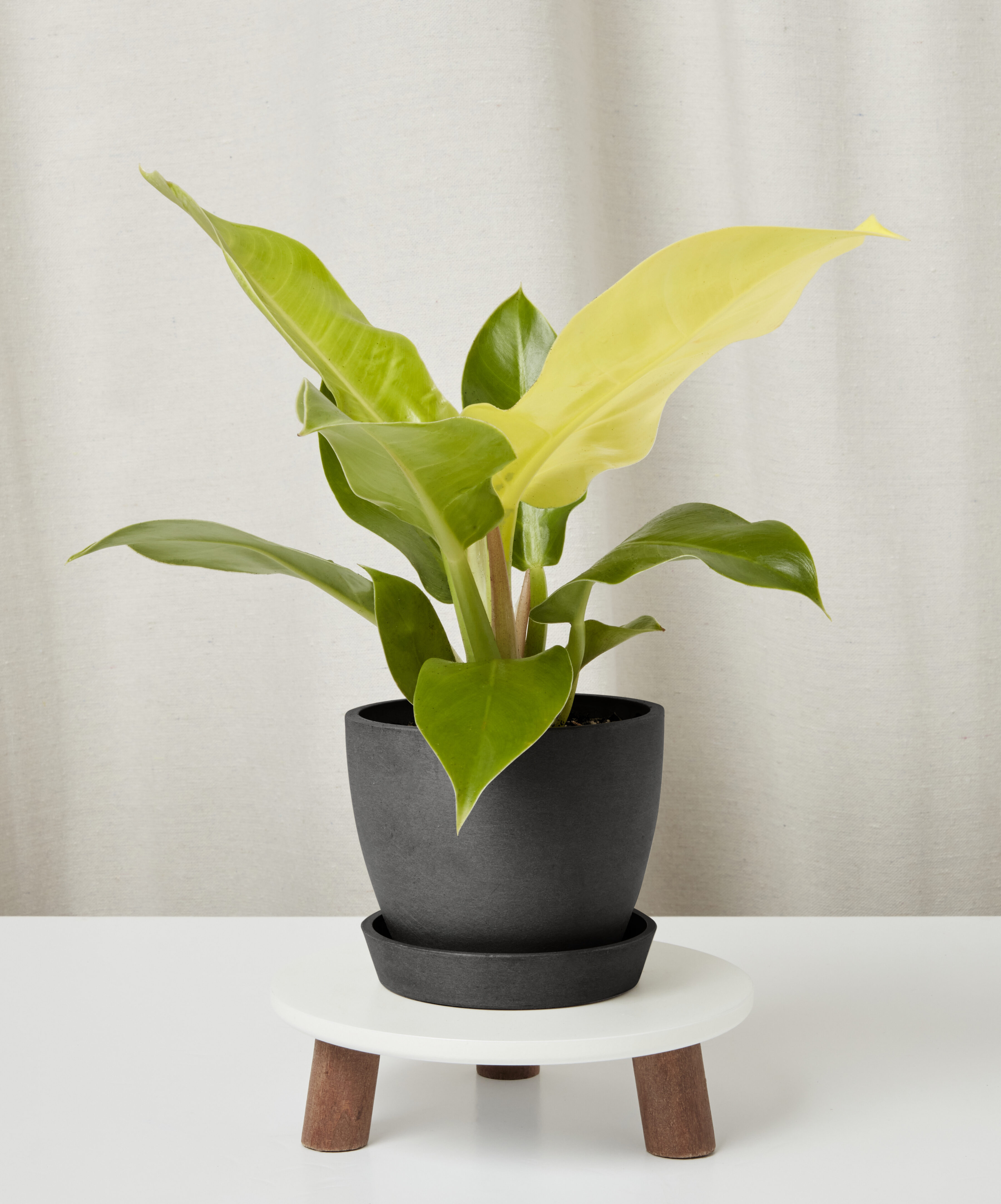 Philodendron